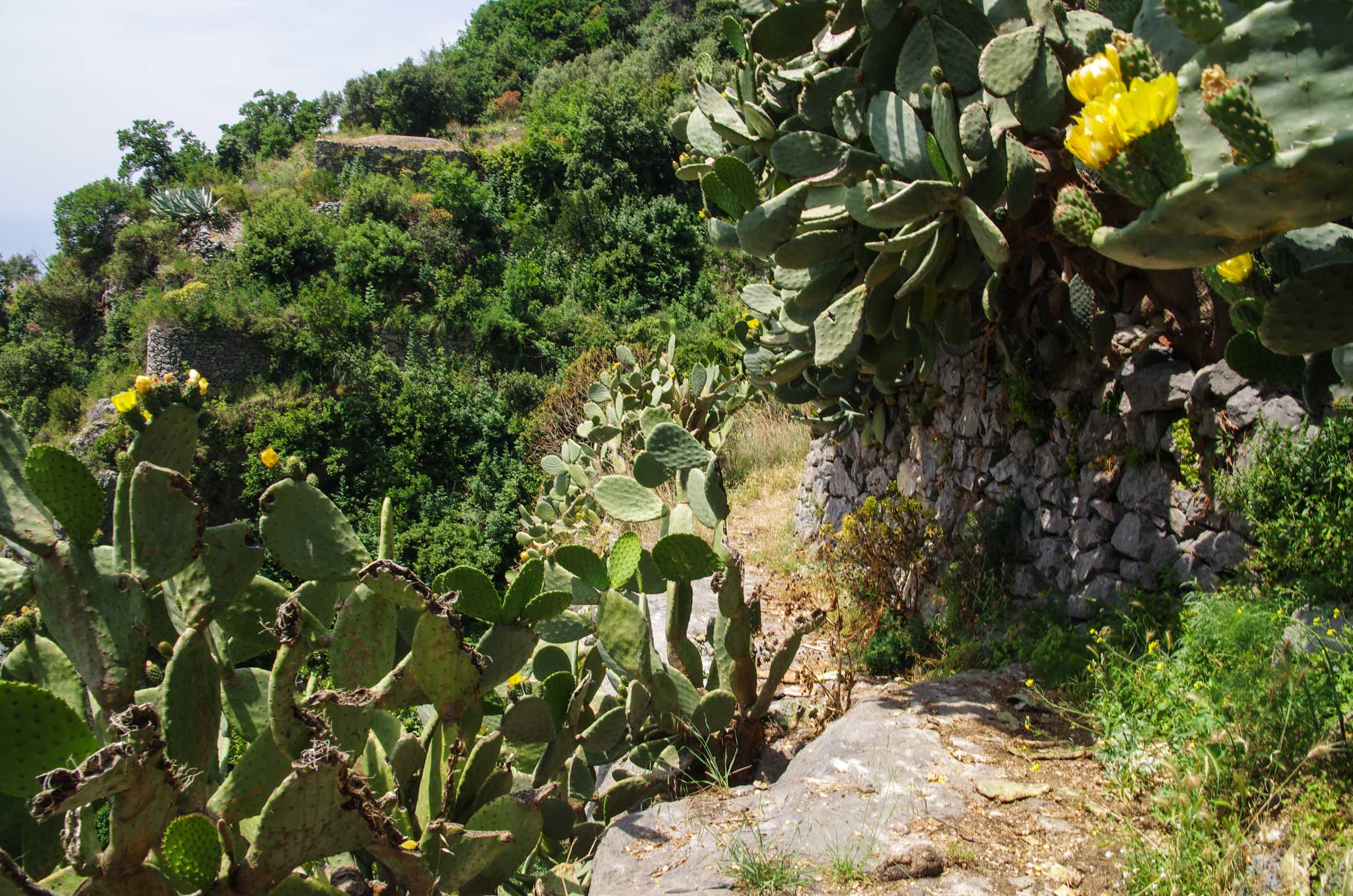 Hike Madonnina St. Elia path with cactus
