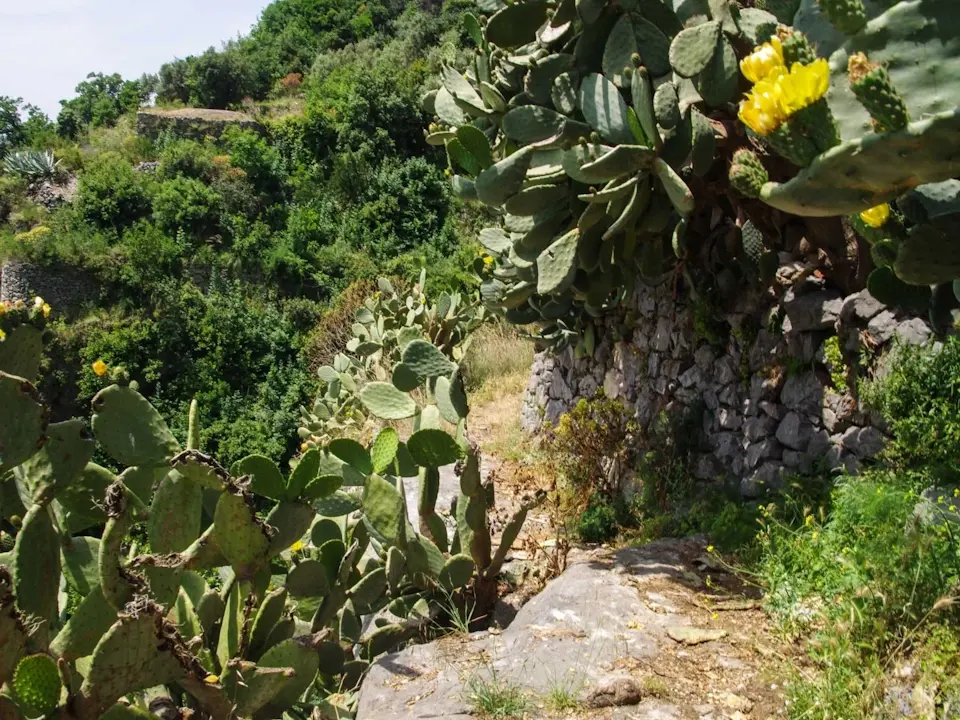 Amalfi Coast Luxury Villa_hiking-St-Elia-path-with-cactus